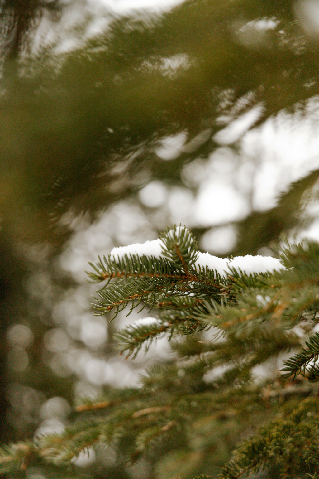 Cozy Pine & Sage 21 oz scented candle