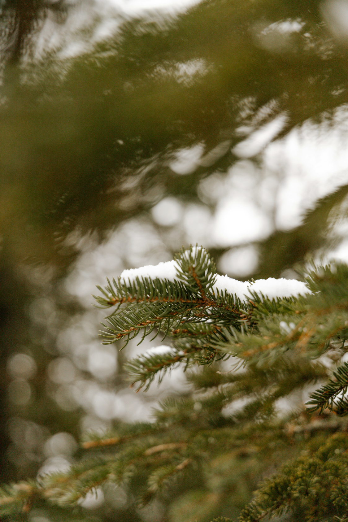 Cozy Pine & Sage 21 oz scented candle