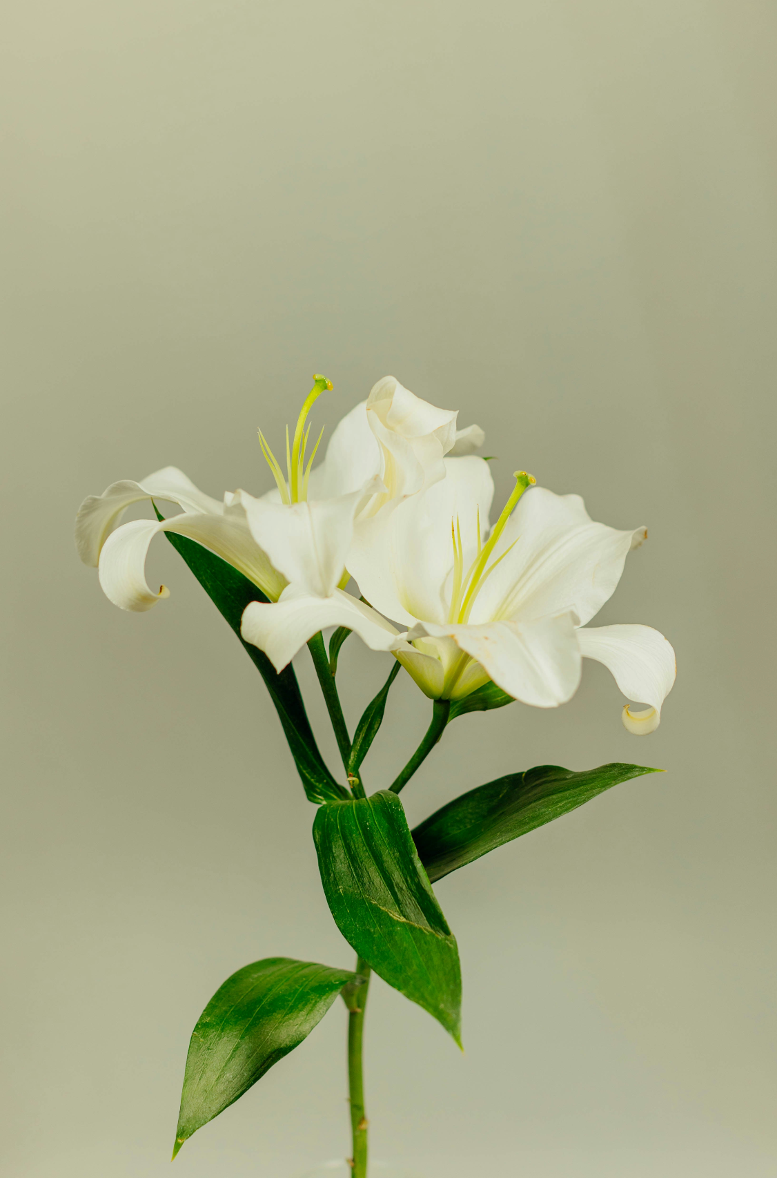 Aromatic Gardenia 110 ml Reed Diffuser