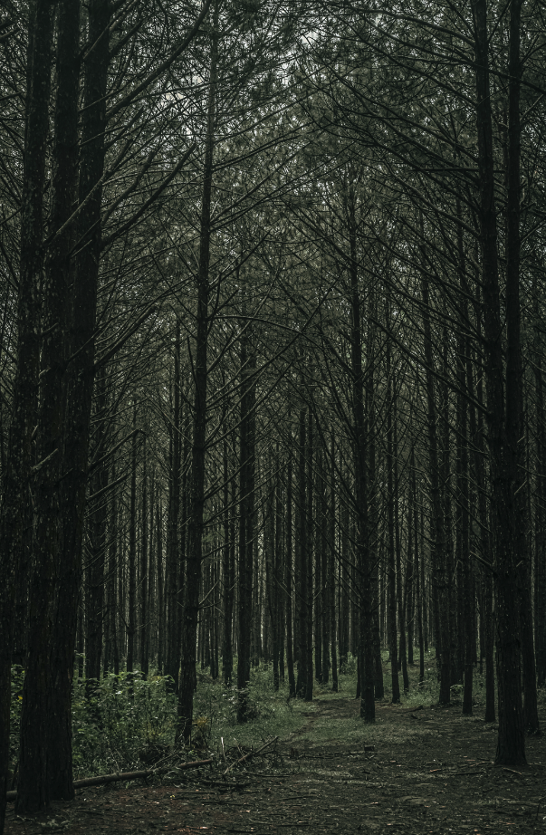 Gentle Teakwood 12.8 oz Liquid Hand Soap