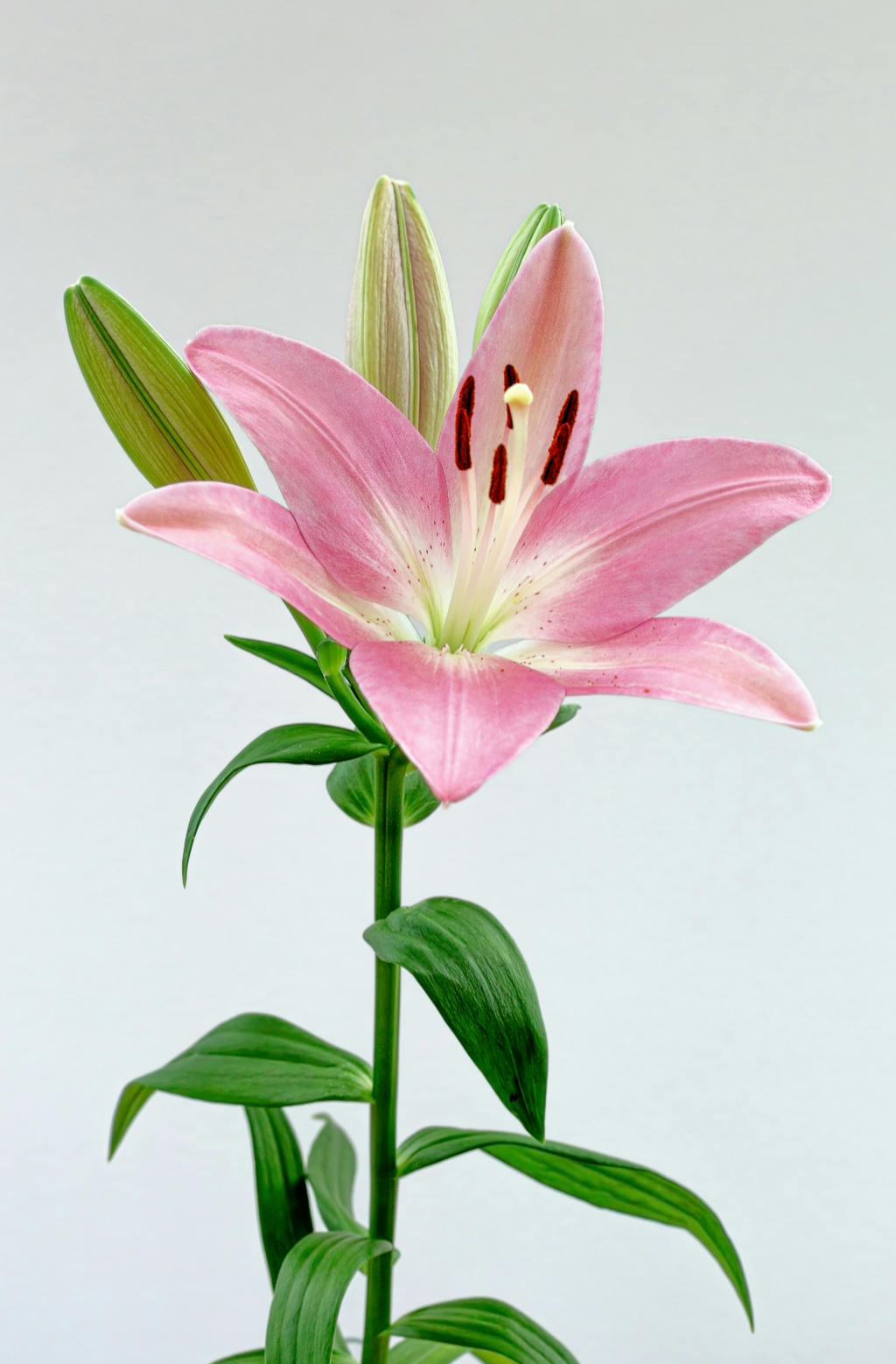 Luxurious Peony & Lily 50 ml Perfume Oil Dropper