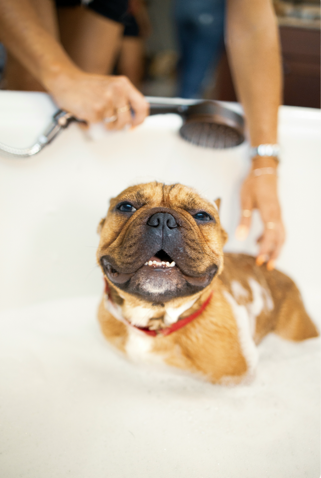 Premium Sand + Paws Pet Shampoo & Conditioner - Banana Cream
