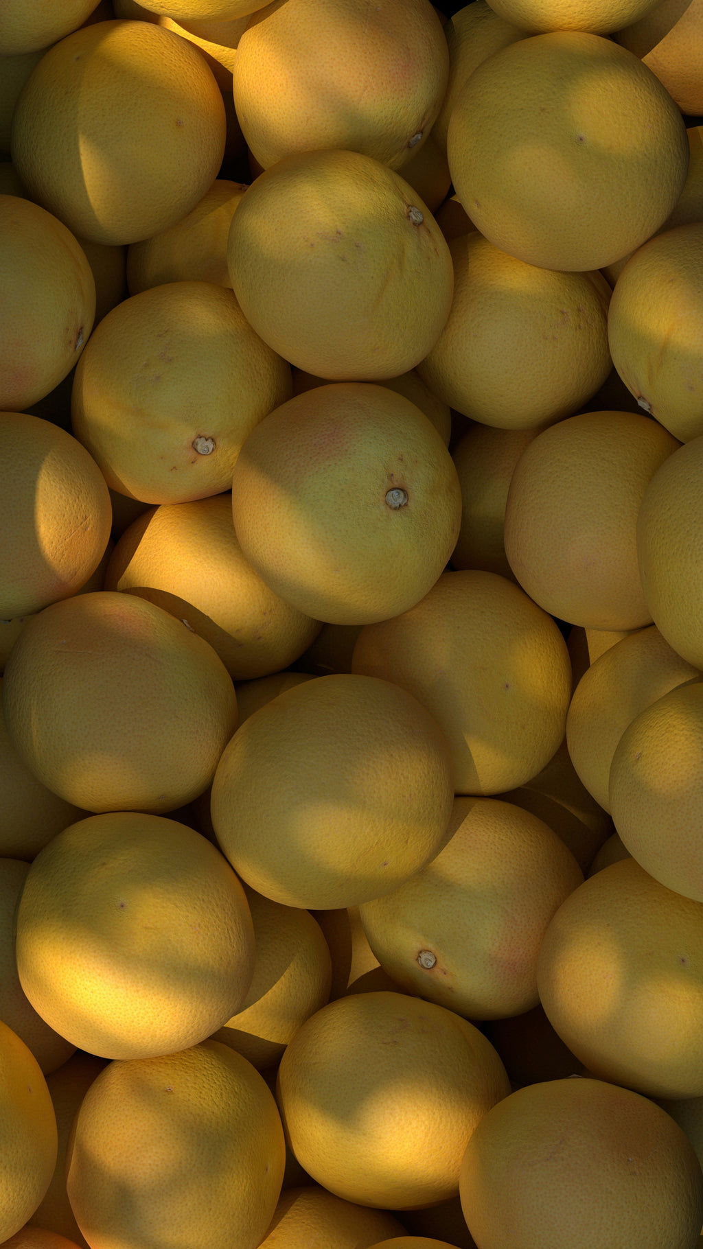Cozy Sun Washed Citrus 12 oz scented candle